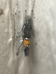Cosmopterix pulchrimella