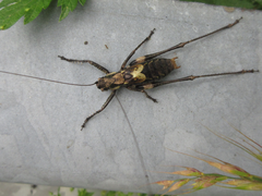 Paratlanticus palgongensis