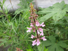 Stachys riederi