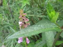 Stachys riederi