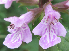 Stachys riederi