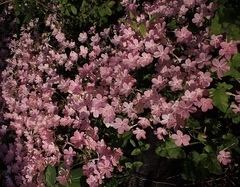 Phlox adsurgens