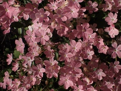 Phlox adsurgens