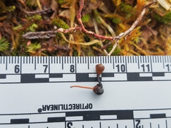 Monilinia