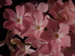 Phlox adsurgens