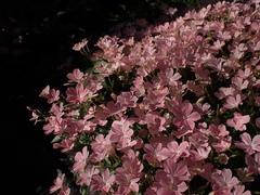 Phlox adsurgens