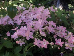 Phlox adsurgens