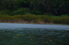 Podilymbus podiceps