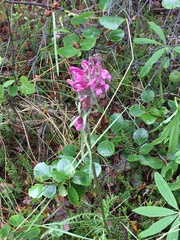 Pedicularis sudetica interior
