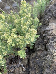 Galium serpenticum