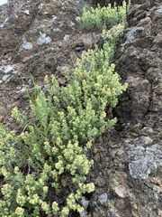 Galium serpenticum