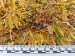 Monilinia