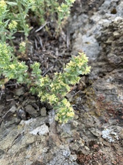 Galium serpenticum