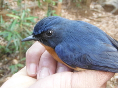Cyornis rufigastra