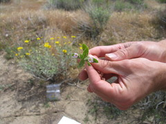 Erythranthe parishii
