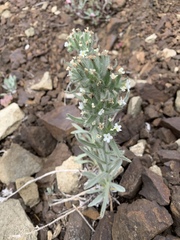 Oreocarya thompsonii