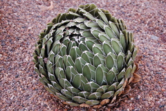 Agave victoriae-reginae