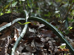 Selenicereus spinulosus