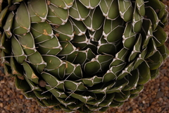 Agave victoriae-reginae