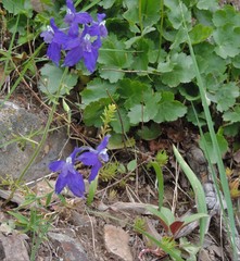 Delphinium bicolor