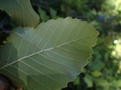 Quercus sadleriana