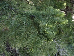 Abies procera