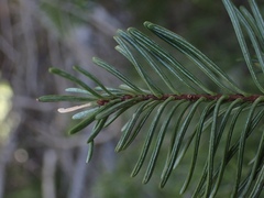 Abies procera