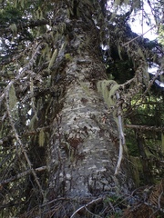 Abies procera