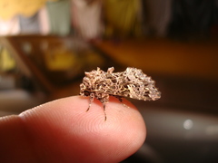 Argyrosticta decumana