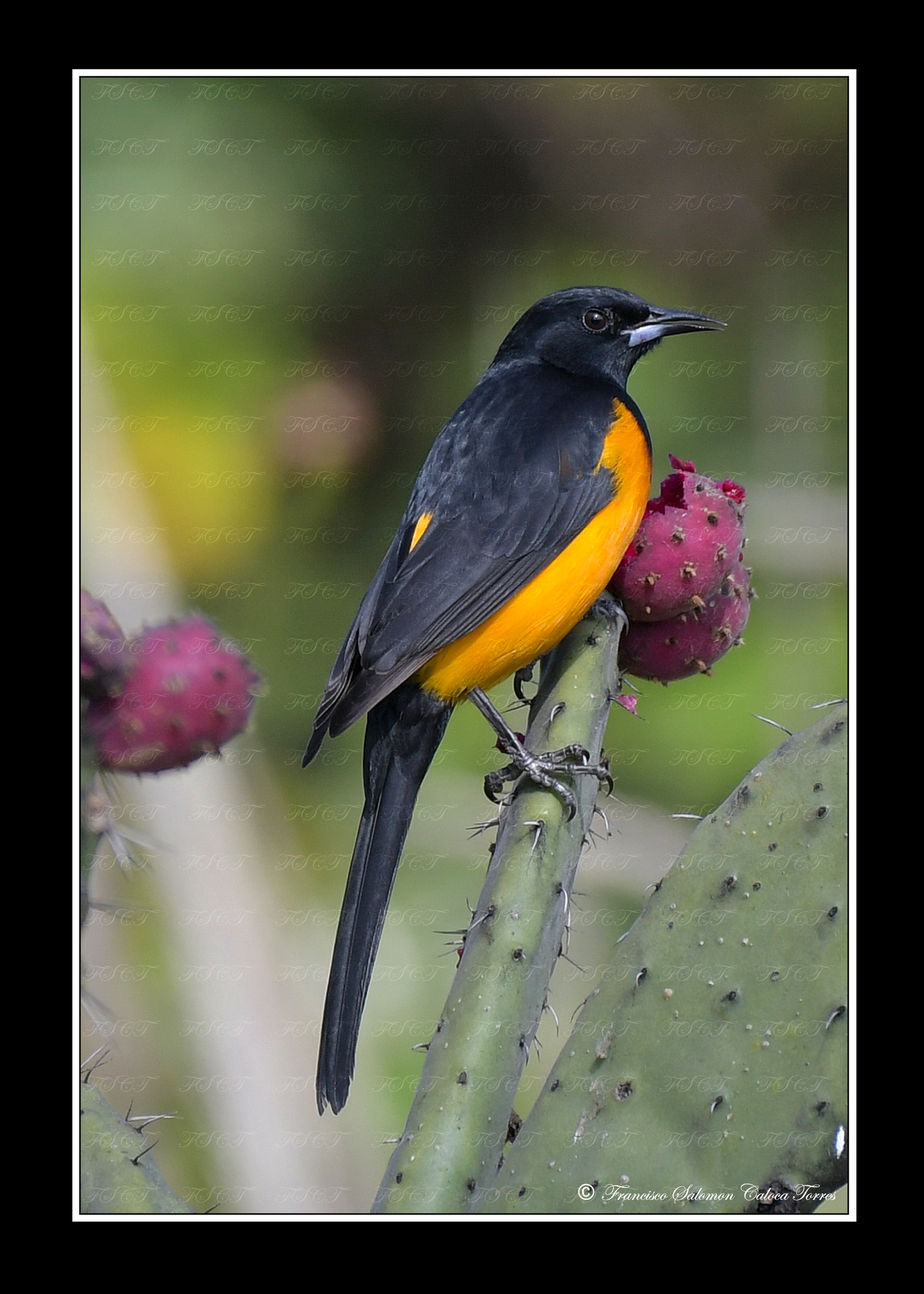 Black-vented Oriole  Audubon Field Guide