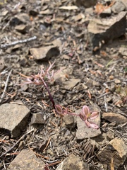 Lomatium piperi