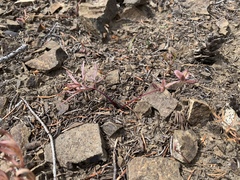 Lomatium piperi