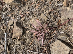 Lomatium piperi
