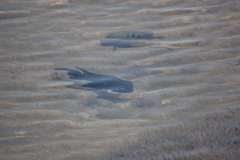 Herichthys minckleyi