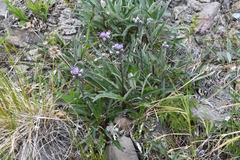 Saussurea tilesii putoranica