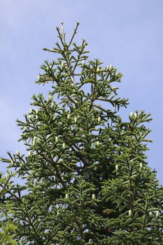 Abies procera iNat (1)
