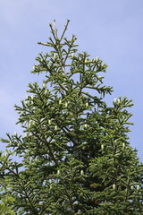 Abies procera