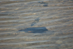 Herichthys minckleyi