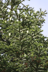 Abies procera