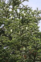 Abies procera