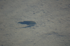 Herichthys minckleyi