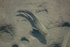 Herichthys minckleyi