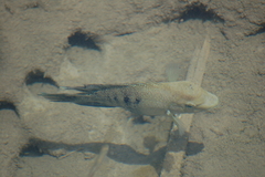 Herichthys minckleyi