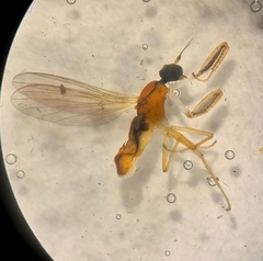 Phyllodromia melanocephala