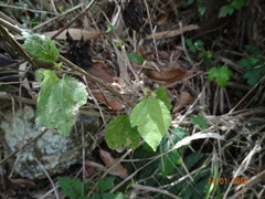 Triumfetta semitriloba