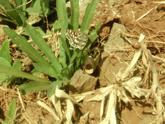 Spialia galba