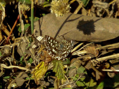 Spialia galba