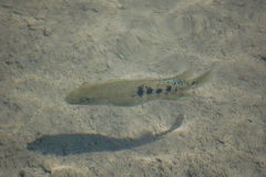 Herichthys minckleyi