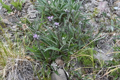 Saussurea tilesii putoranica