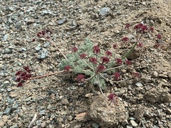 Lomatium cuspidatum
